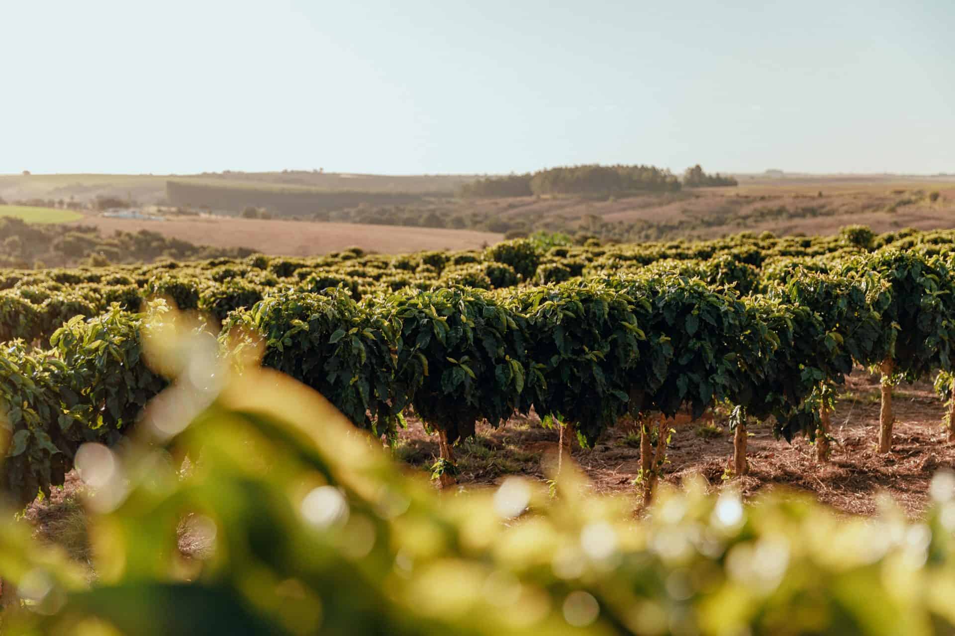 Fazenda Semente