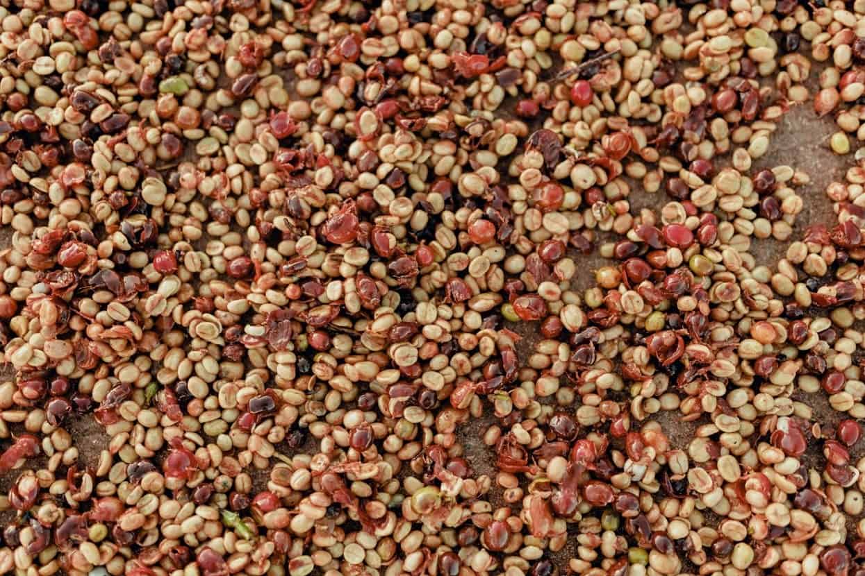 Pulped natural semente
