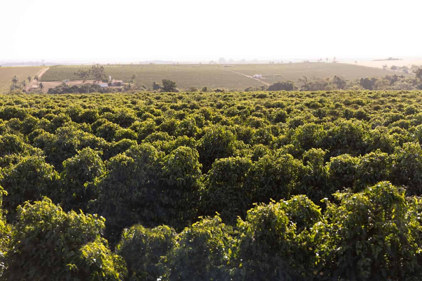 Coffee fields semente